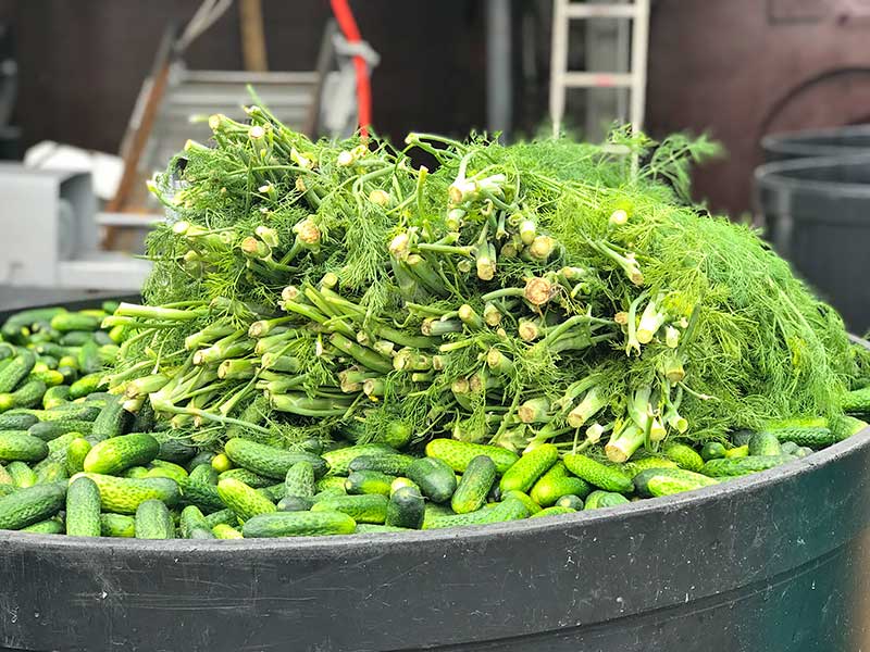 Einleger Gurken und frische Kräuter wie Dill